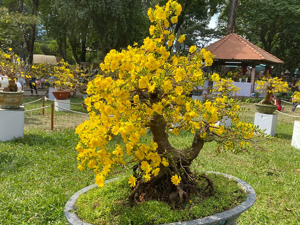 Yellow Perennial Bonsai Flower seeds for Planting - Wildflower Mix, Heirloom & GMO Free Seeds for Home Garden