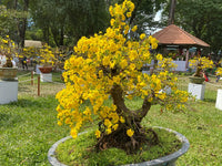 Yellow Perennial Bonsai Flower seeds for Planting - Wildflower Mix, Heirloom & GMO Free Seeds for Home Garden