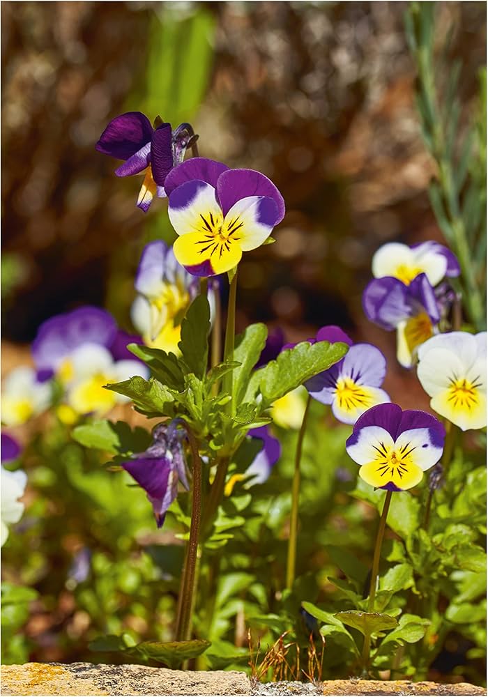 Pansy Viola Tricolor Flower Seeds for Colorful Garden Planting