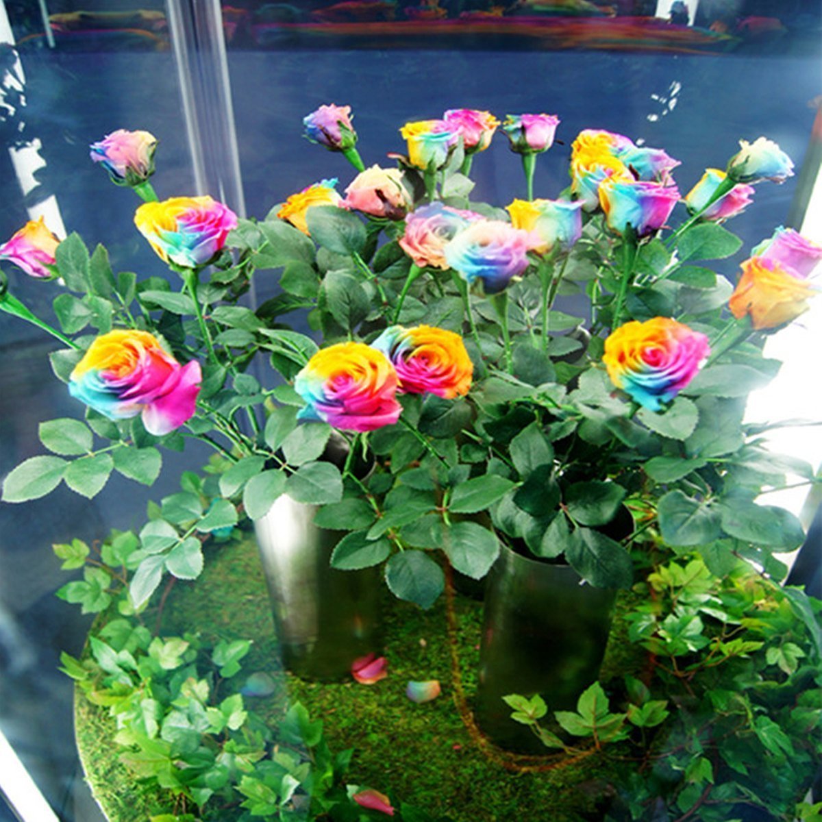 Mystic Rainbow Rose Rosa hybrida Seeds for Planting flower bed home garden
