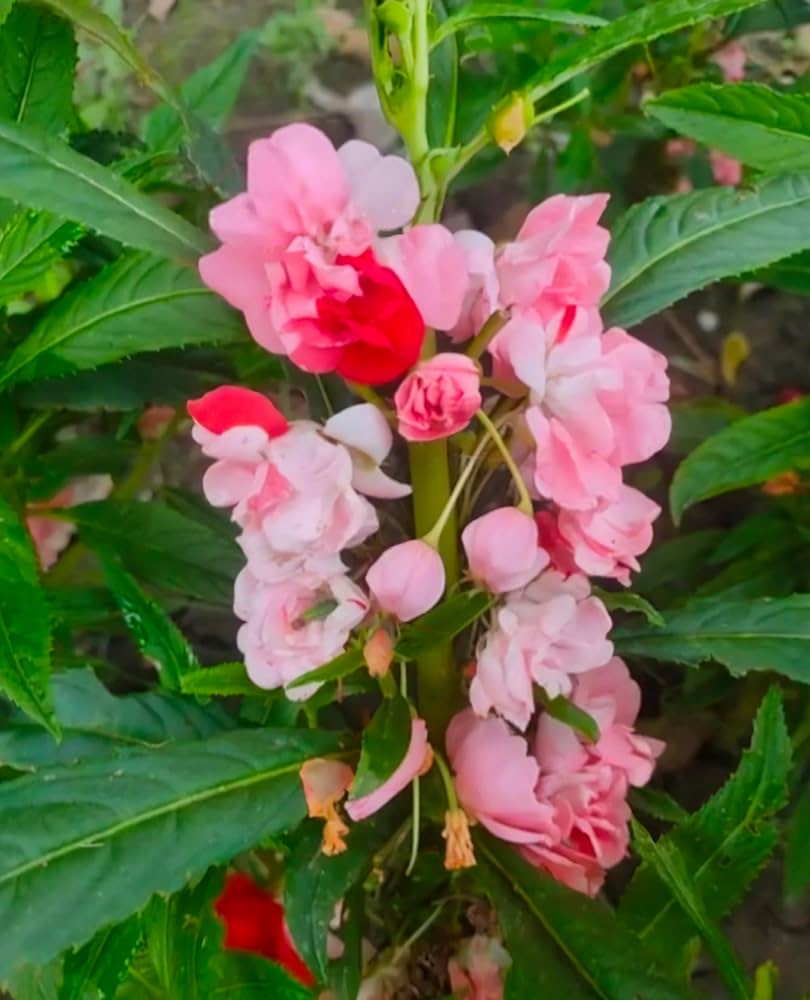 Baby Pink Balsam Flower seeds for Planting Perfect for Borders Heirloom & GMO Free Seeds for Home Garden 
 
 Sale