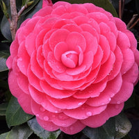 Real Camellia Seeds, Mixed Color Seeds