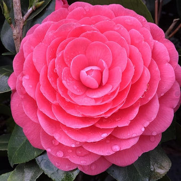 Real Camellia Seeds, Mixed Color Seeds