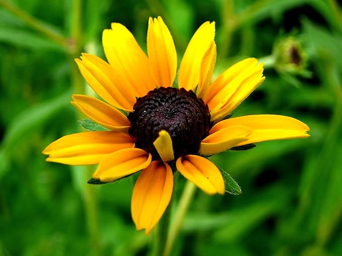 Black Eyed Susan Seeds for Vibrant, Yellow Flowers