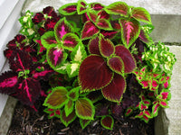 Coleus Rainbow Super Festive Seeds for Planting Shaded Garden Pots