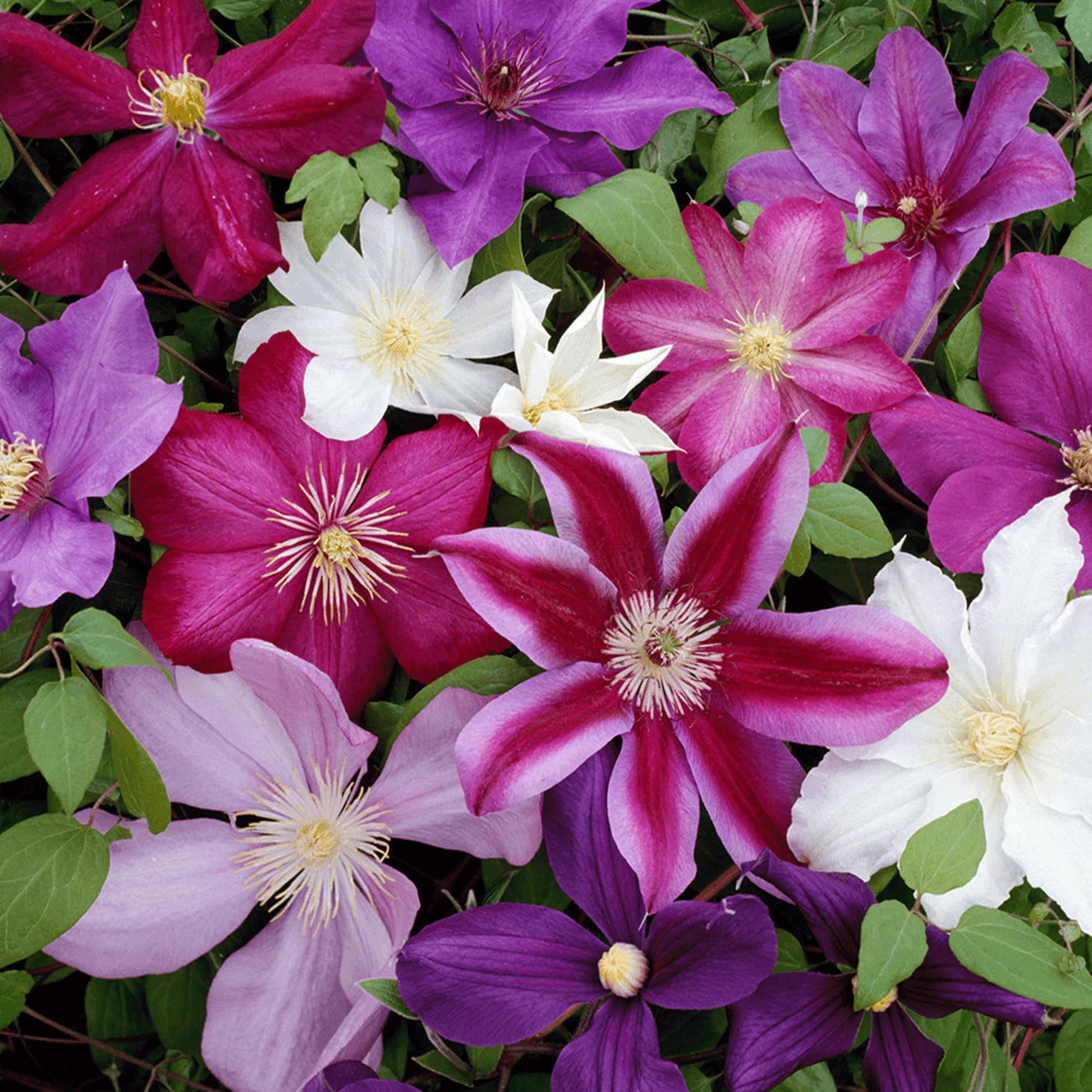 Mixed Clematis Flower Seeds for Planting - Enhance Your Garden's Vertical Beauty