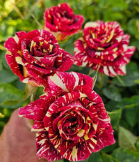 Red Yellow Abracadabra Flower seeds for Planting - Fragrant Blossoms, Heirloom & GMO Free Seeds for Home Garden