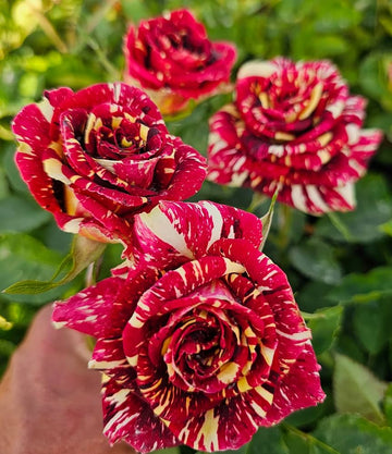 Heirloom Abracadabra Flower seeds for Planting Easy to Grow Heirloom & GMO Free Seeds for Home Garden