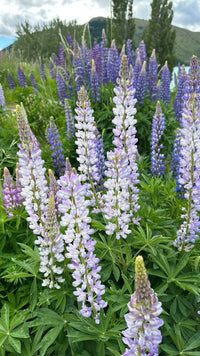 Sky Blue Lupine Flower seeds for Planting - Seasonal Bloomer, Heirloom & GMO Free Seeds for Home Garden