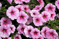Tritunia Violet Petunia Seeds for Planting Elegant Purple Flowers