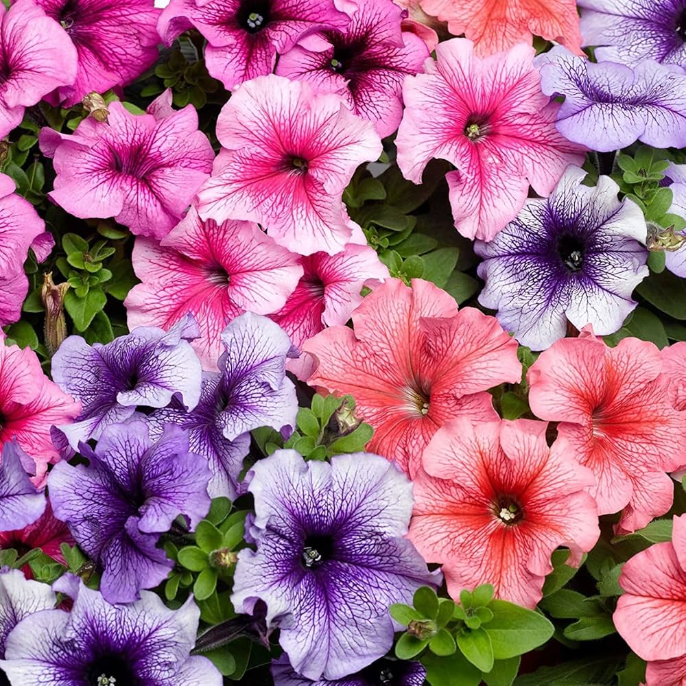 Tritunia Purpurner Sterne Petunia Seeds for Planting Purple Garden Blooms