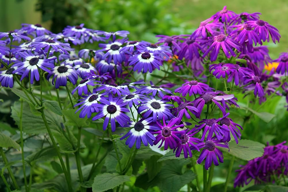 Mixed Color Cineraria Flower Seeds Cut Flower Favorite Heirloom & GMO Free Seeds for Home Garden
 
 Sale