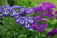 Mixed Color Cineraria Flower Seeds Cut Flower Favorite Heirloom & GMO Free Seeds for Home Garden
 
 Sale