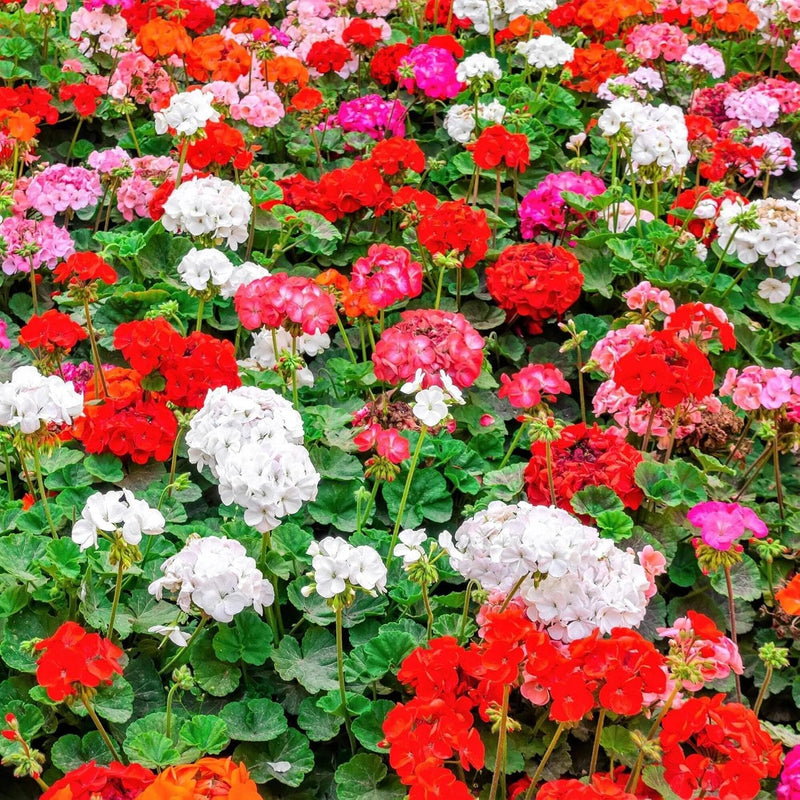 Mixed Geranium Flower seeds for Planting - Pollinator Friendly, Heirloom & GMO Free Seeds for Home Garden