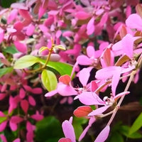Shower Orchid or Wooly Congea or Congea Tomentosa Flower seeds for Planting - Sun Loving, Heirloom & GMO Free Seeds for Home Garden