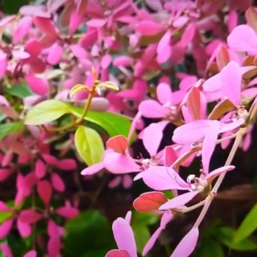 Shower Orchid or Wooly Congea or Congea Tomentosa Flower seeds for Planting - Sun Loving, Heirloom & GMO Free Seeds for Home Garden