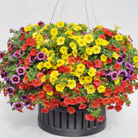 Calibrachoa Million Bells Flower Seeds