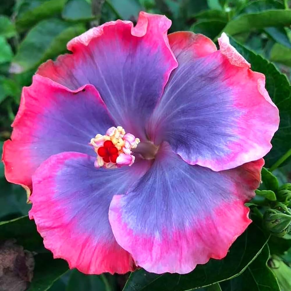 Pink Blue Hibiscus Flower seeds for Planting - Hardy Variety, Heirloom & GMO Free Seeds for Home Garden