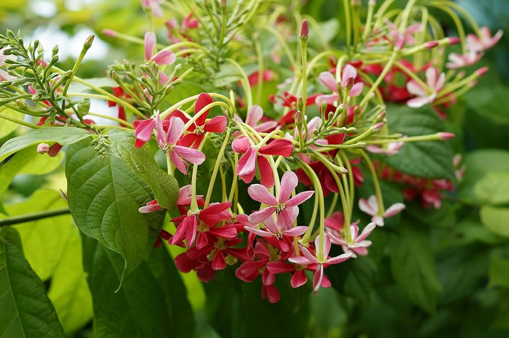 Quispualis Indica Flower seeds for Planting - Cut Flower Favorite, Heirloom & GMO Free Seeds for Home Garden