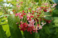 Quispualis Indica Flower seeds for Planting - Cut Flower Favorite, Heirloom & GMO Free Seeds for Home Garden