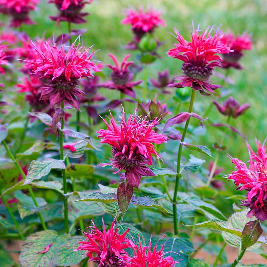 Mix Bergamot Flower seeds for Planting Pollinator Friendly Heirloom & GMO Free Seeds for Home Garden