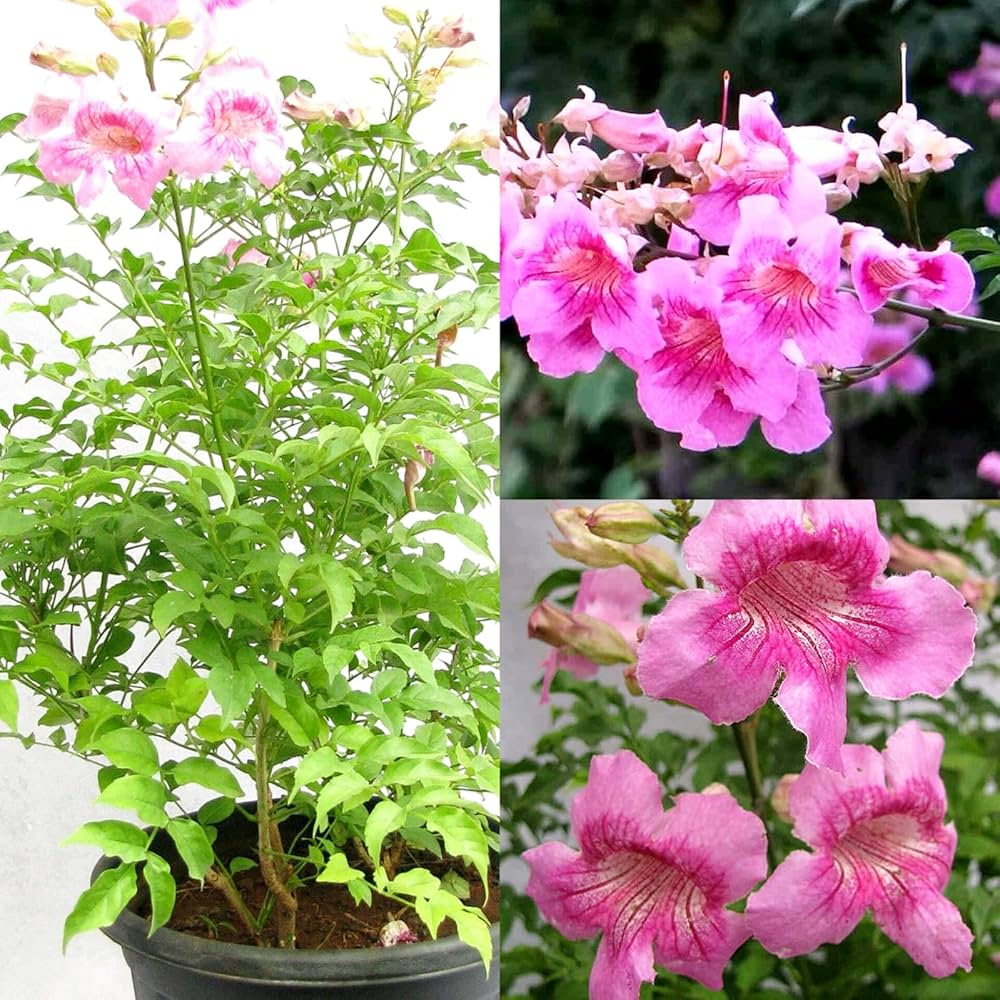 Pink Cape Honeysuckle Flower seeds for Planting Cottage Garden Essential Heirloom & GMO Free Seeds for Home Garden 
 
 Sale