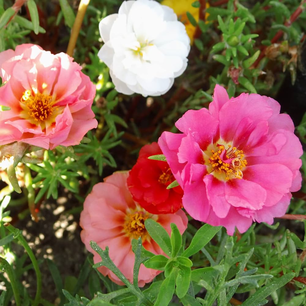 Mixed Mexican-Rose Heirloom Flower seeds for Planting - Perfect for Borders, Heirloom & GMO Free Seeds for Home Garden