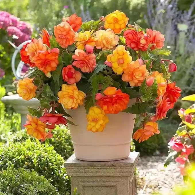 Mixed Beautiful Begonia Seeds for Home or Balcony Garden