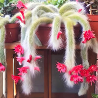 Hildewintera Colademononis- Monkey Tail Cactus - Cactus Flower seeds for Planting - Bright Blooms, Heirloom & GMO Free Seeds for Home Garden