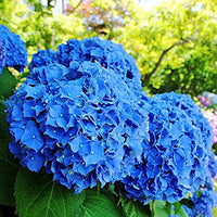 Dark Blue Hydrangea Flower seeds for Planting - Low Maintenance, Heirloom & GMO Free Seeds for Home Garden