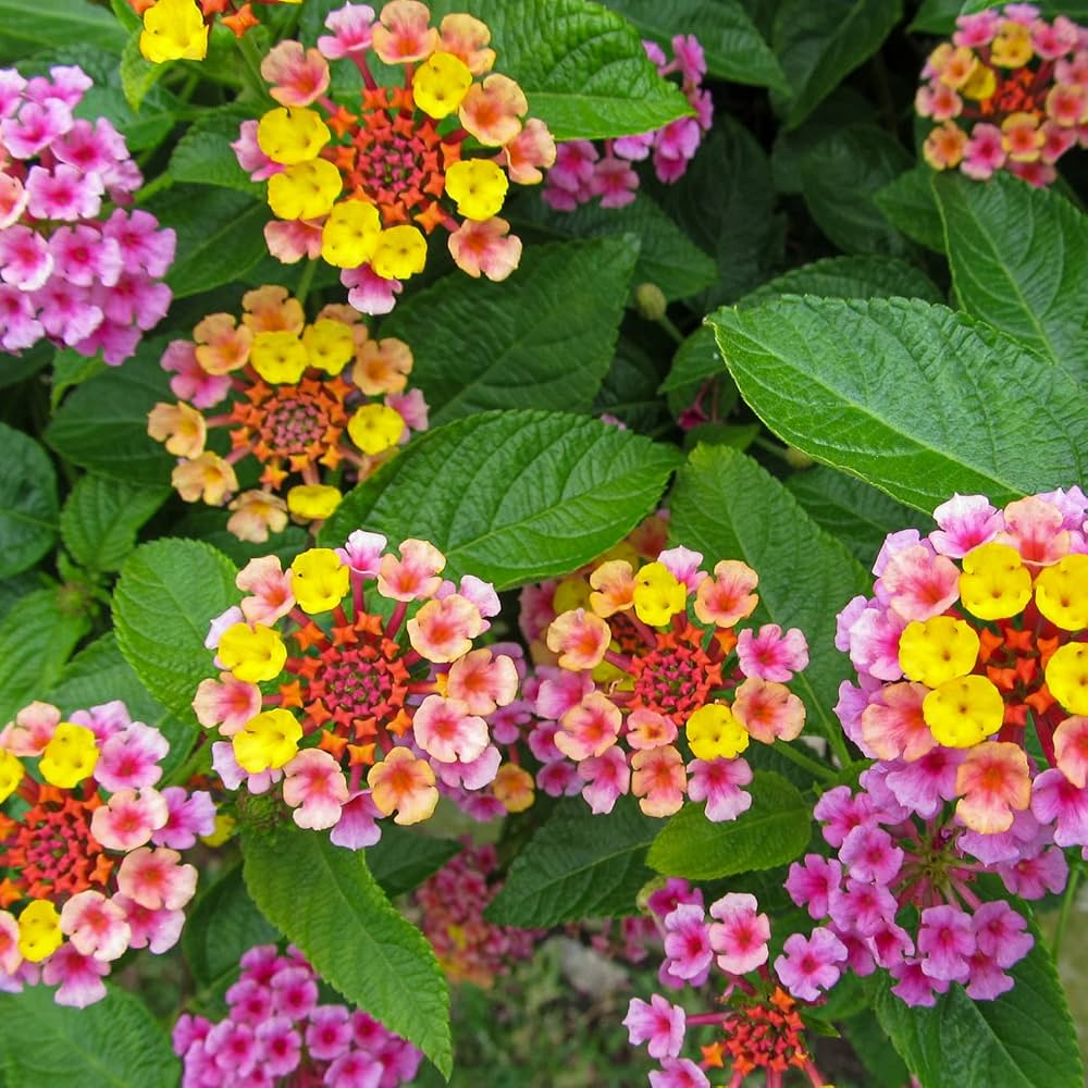 Green Lantana Flower seeds for Planting Seasonal Bloomer Heirloom & GMO Free Seeds for Home Garden 
 
 Sale