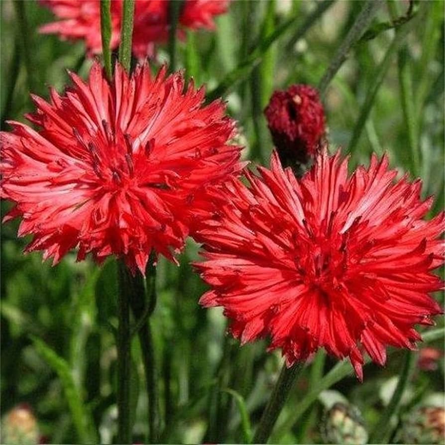 Red Bachelor Button Centaurea cyanus Seeds for Planting flower bed butterfly garden