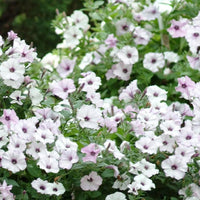 Petunia Tidal Wave Silver Flower seeds for Planting - Seasonal Bloomer, Heirloom & GMO Free Seeds for Home Garden