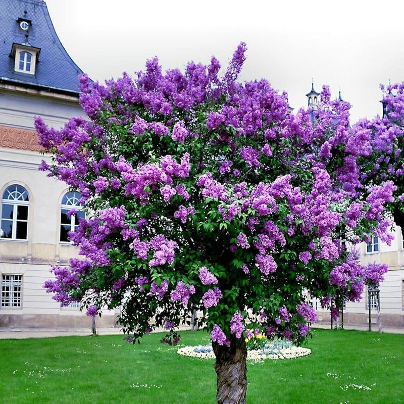 Lilac Purple Flower Planting Seeds - Perennial Garden Blooms