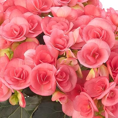 Rose (Rose Rieger) seeds for planting in home garden