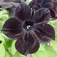 Petunia Bonsai Balcony Garden Flower Seeds