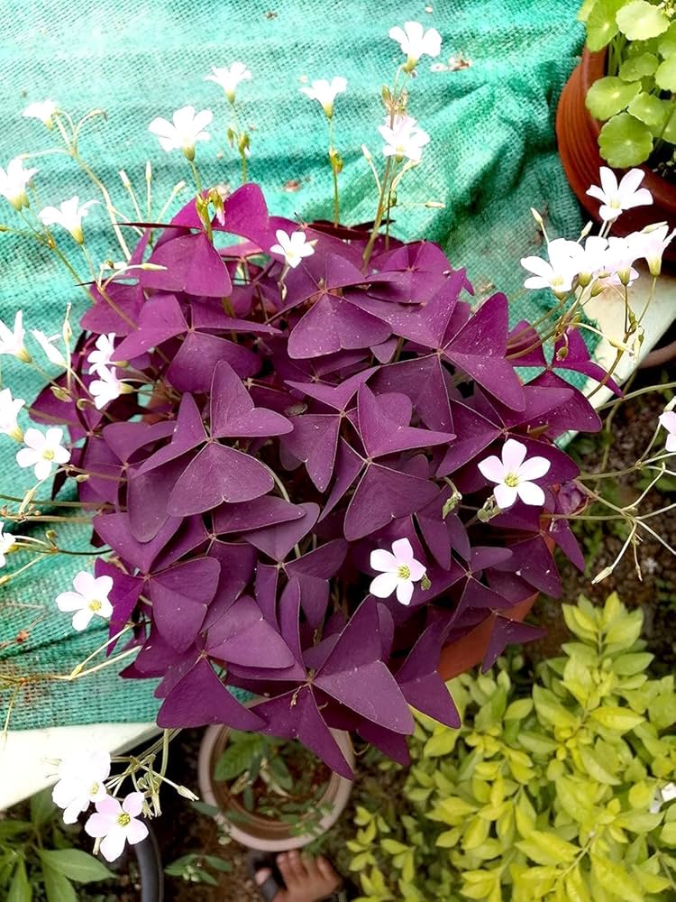 Oxalis Flower seeds for Planting - Bright Blooms, Heirloom & GMO Free Seeds for Home Garden