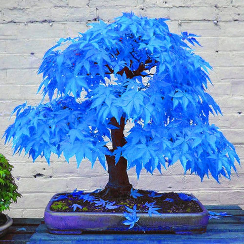 Blaue Ahornbaum Seeds for Planting  Premium Quality Tree Seeds