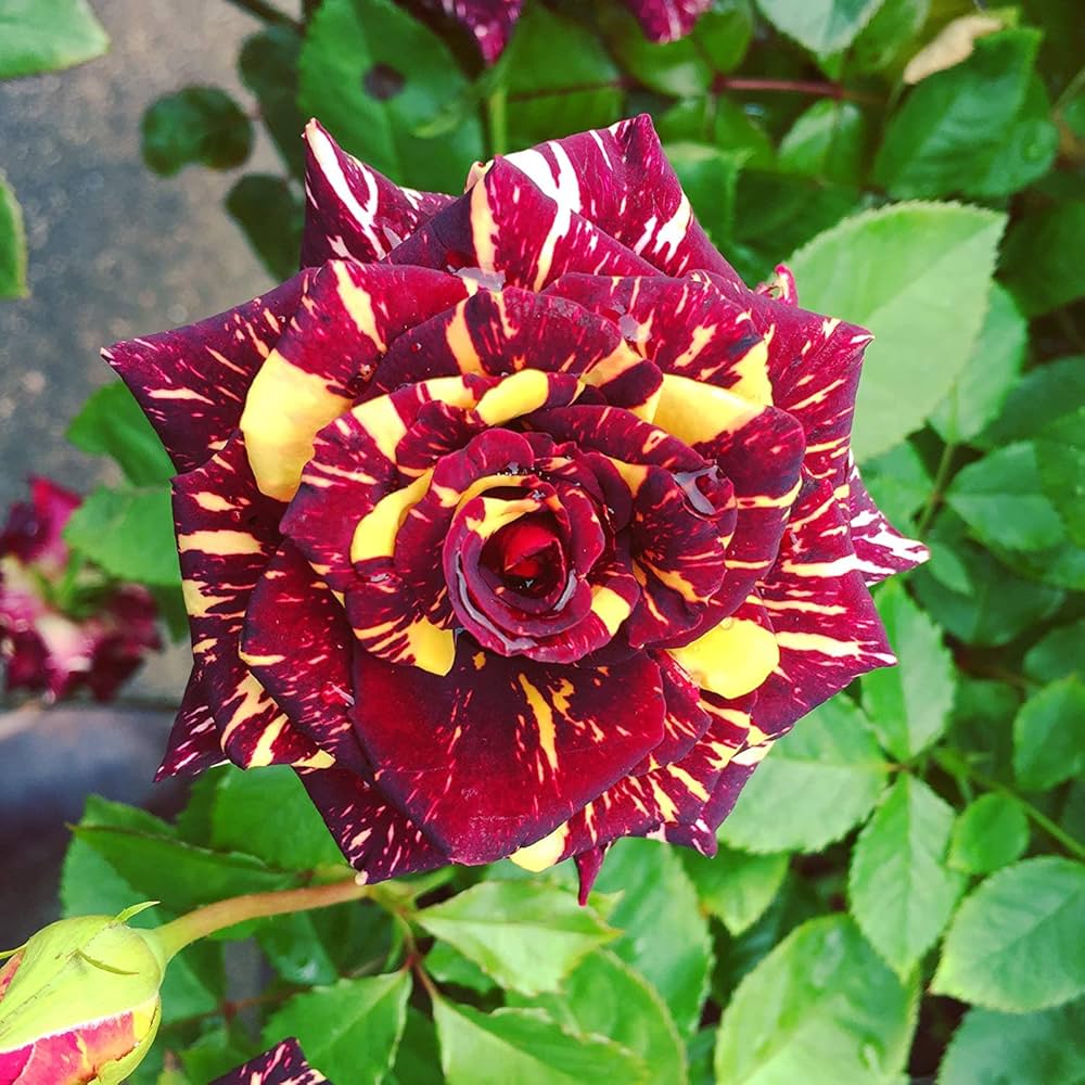 Red Yellow Abracadabra Flower seeds for Planting - Fragrant Blossoms, Heirloom & GMO Free Seeds for Home Garden
