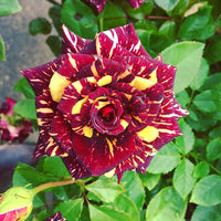 Red Yellow Abracadabra Flower seeds for Planting - Fragrant Blossoms, Heirloom & GMO Free Seeds for Home Garden