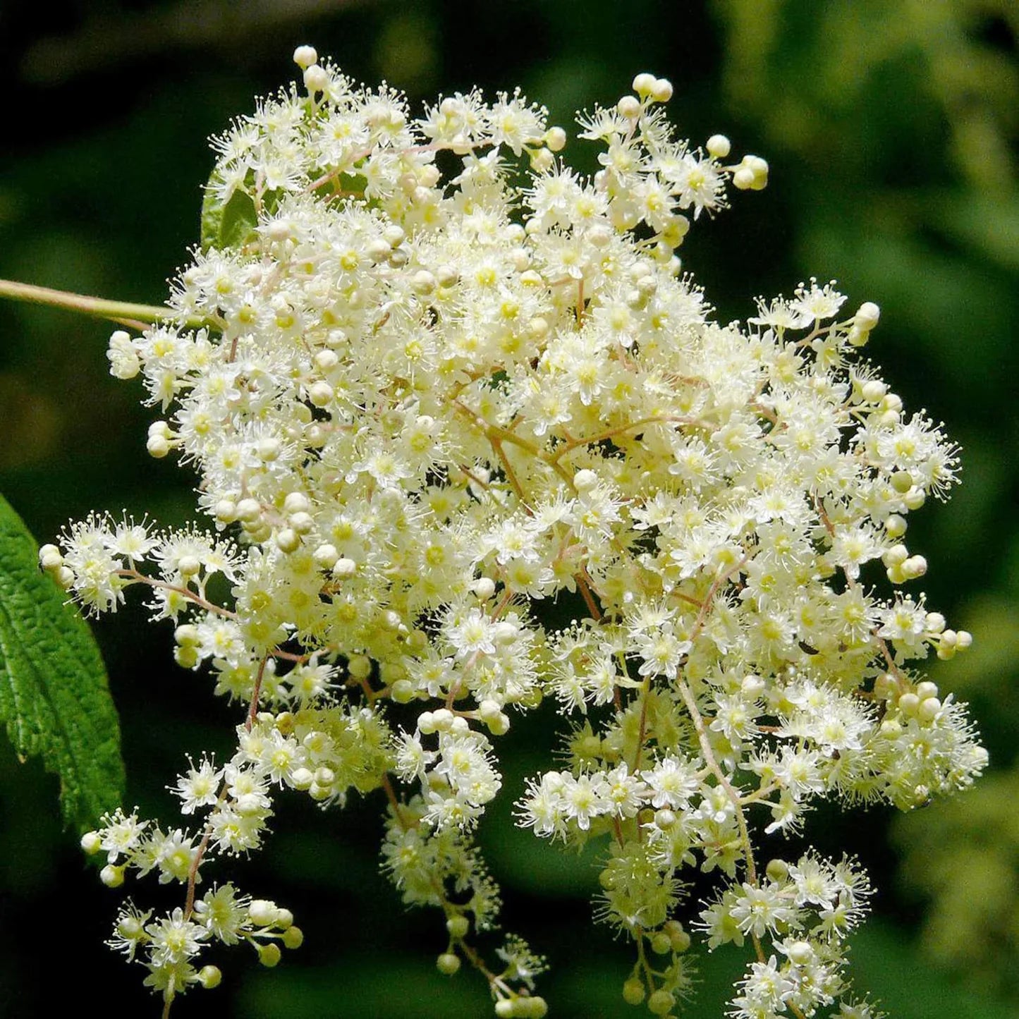 Holodiscus Discolor Flower seeds for Planting Shade Tolerant Heirloom & GMO Free Seeds for Home Garden
