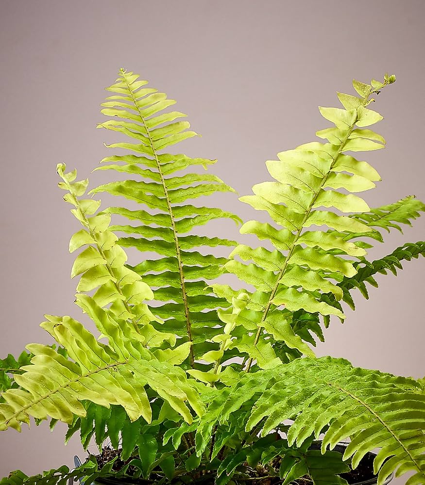 Yellow Fern Pteridophyta for Planting Sun Loving Heirloom & GMO Free Seeds for Home Garden
 
 Sale