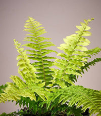 Yellow Fern Pteridophyta for Planting Sun Loving Heirloom & GMO Free Seeds for Home Garden
 
 Sale
