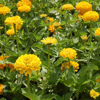 Brown Yellow Zinnia Flower seeds for Planting Hardy Variety Heirloom & GMO Free Seeds for Home Garden
