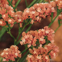 Limonium Sinuatum Flower seeds for Planting - Vibrant Colors, Heirloom & GMO Free Seeds for Home Garden