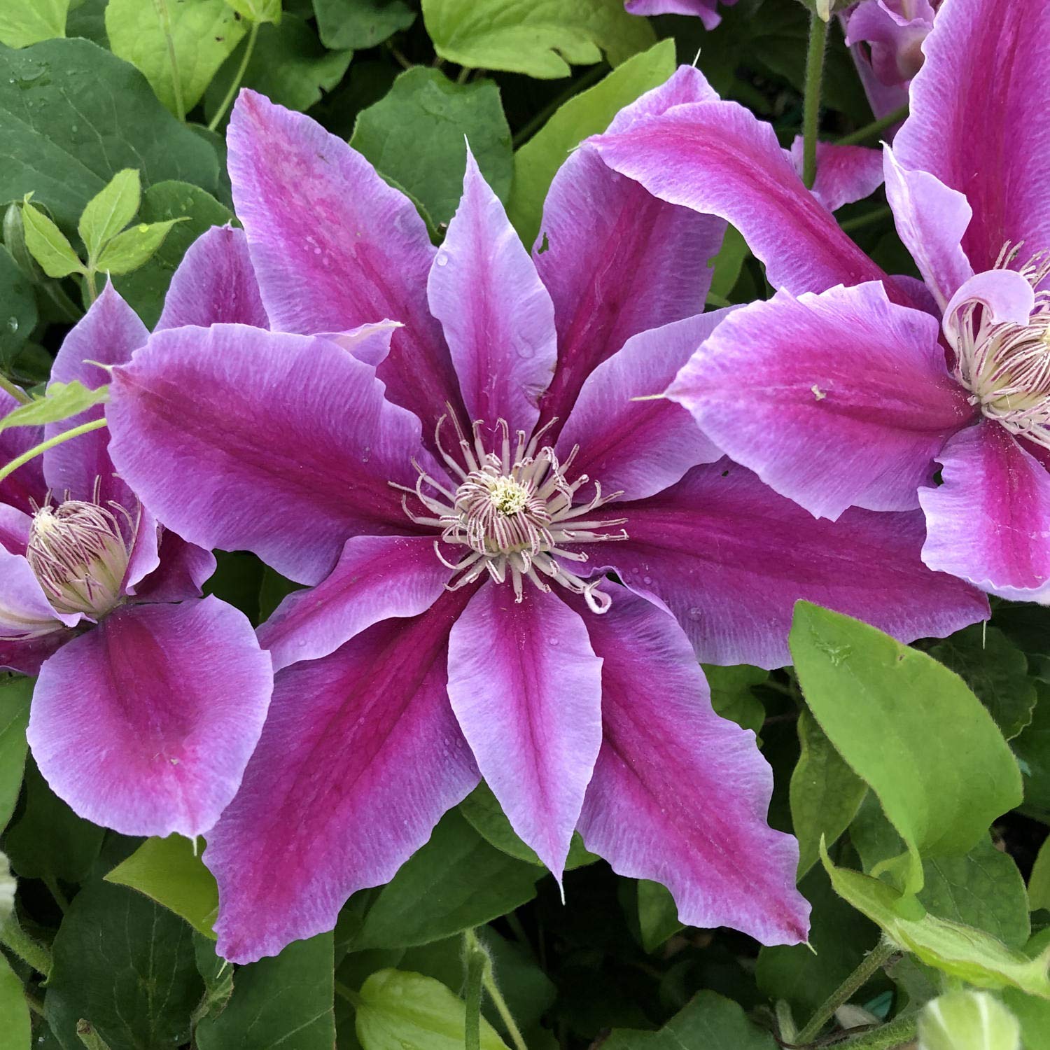 Pink Violet Clematis Flower seeds for Planting - Low Maintenance, Heirloom & GMO Free Seeds for Home Garden