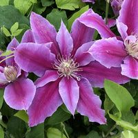 Pink Violet Clematis Flower seeds for Planting - Low Maintenance, Heirloom & GMO Free Seeds for Home Garden