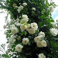 White Climbing Rose Seeds Flower seeds for Planting Easy to Grow Heirloom & GMO Free Seeds for Home Garden