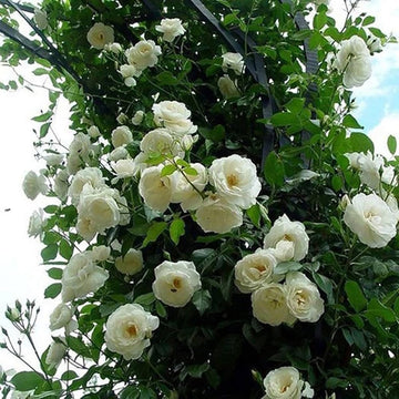 White Climbing Rose Seeds Flower seeds for Planting Easy to Grow Heirloom & GMO Free Seeds for Home Garden