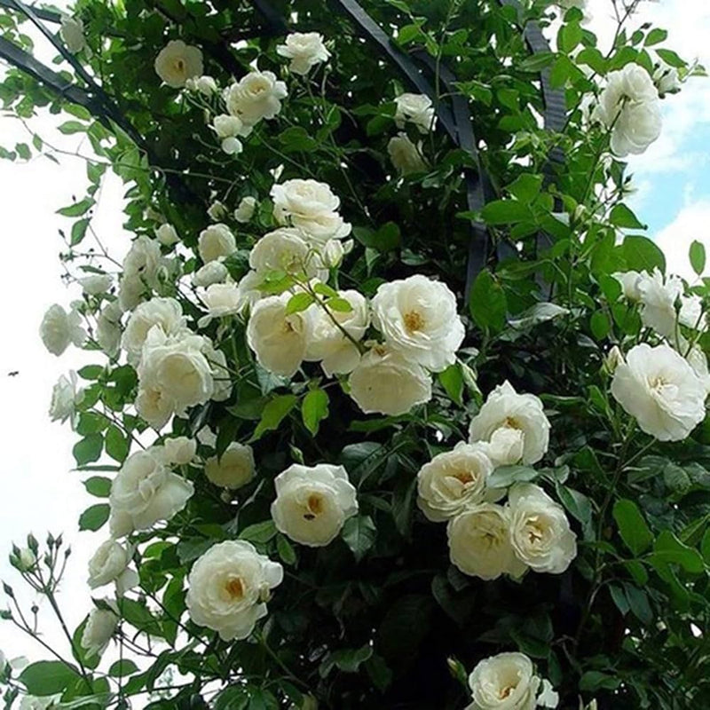 White Climbing Rose Seeds Flower seeds for Planting Easy to Grow Heirloom & GMO Free Seeds for Home Garden
